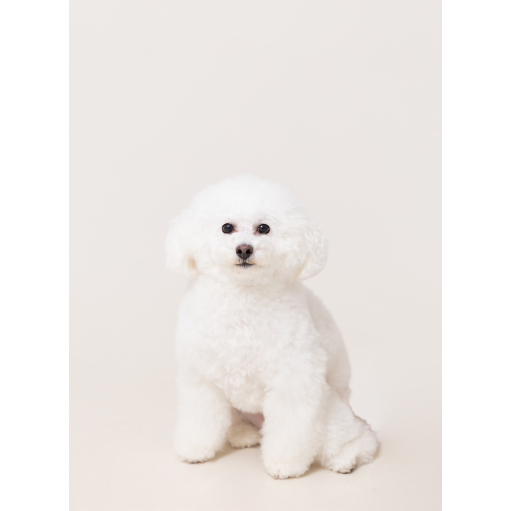 卒業犬のモアナちゃんとりあんちゃんの近況♪